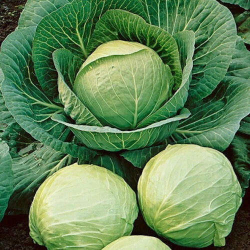 500+ Cabbage Seeds - Early Round Dutch Heirloom Non-GMO - Brassica oleracea - Perfect for Home Gardens and Small Farms