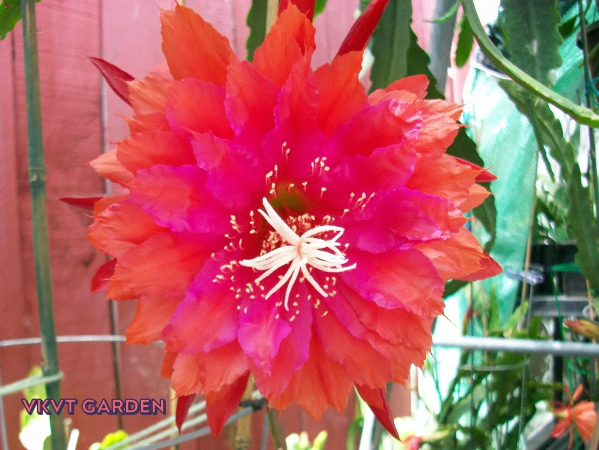 Epiphyllum Orchid Cactus Cutting "PRICELESS" - Rare Unique Houseplant, Epiphyllum Oxypetalum for Propagation