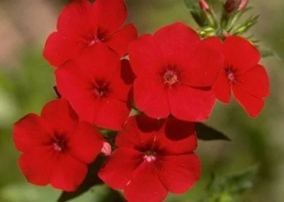 Phlox Seeds - 50 Pack Red Annual Flowers - Phlox drummondii - Perfect for Gardens and Flower Beds, Attracts Pollinators
