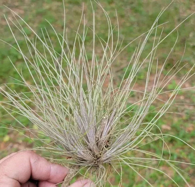 Tillandsia Air Plant Clump - Purple Bromeliad - Tillandsia bartramii - Low Maintenance Indoor Plant