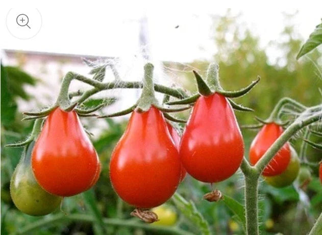 Red Pear Tomato Seeds - 100 Non-GMO Heirloom Seeds - Solanum lycopersicum - Flavorful for Home Gardening