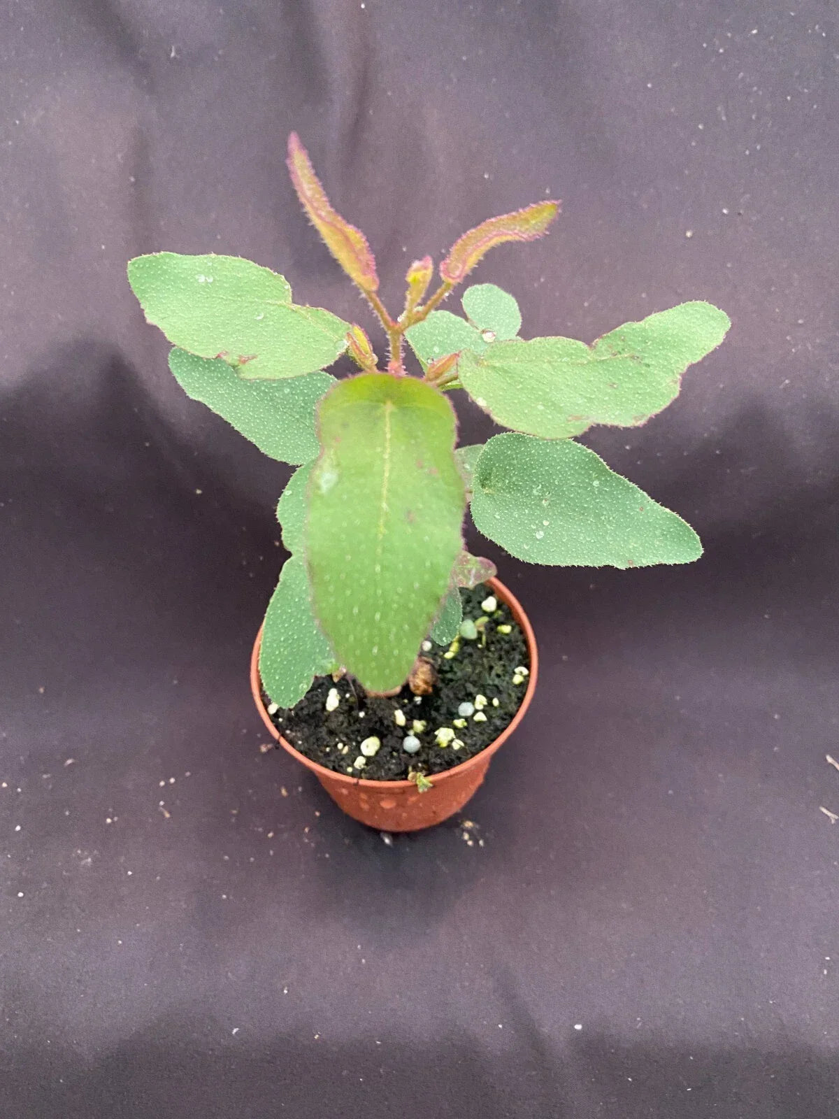 Lemon Eucalyptus Plant 3" Pot Rooted Eucalyptus citriodora with Refreshing Lemon Scent and Silvery-Green Foliage