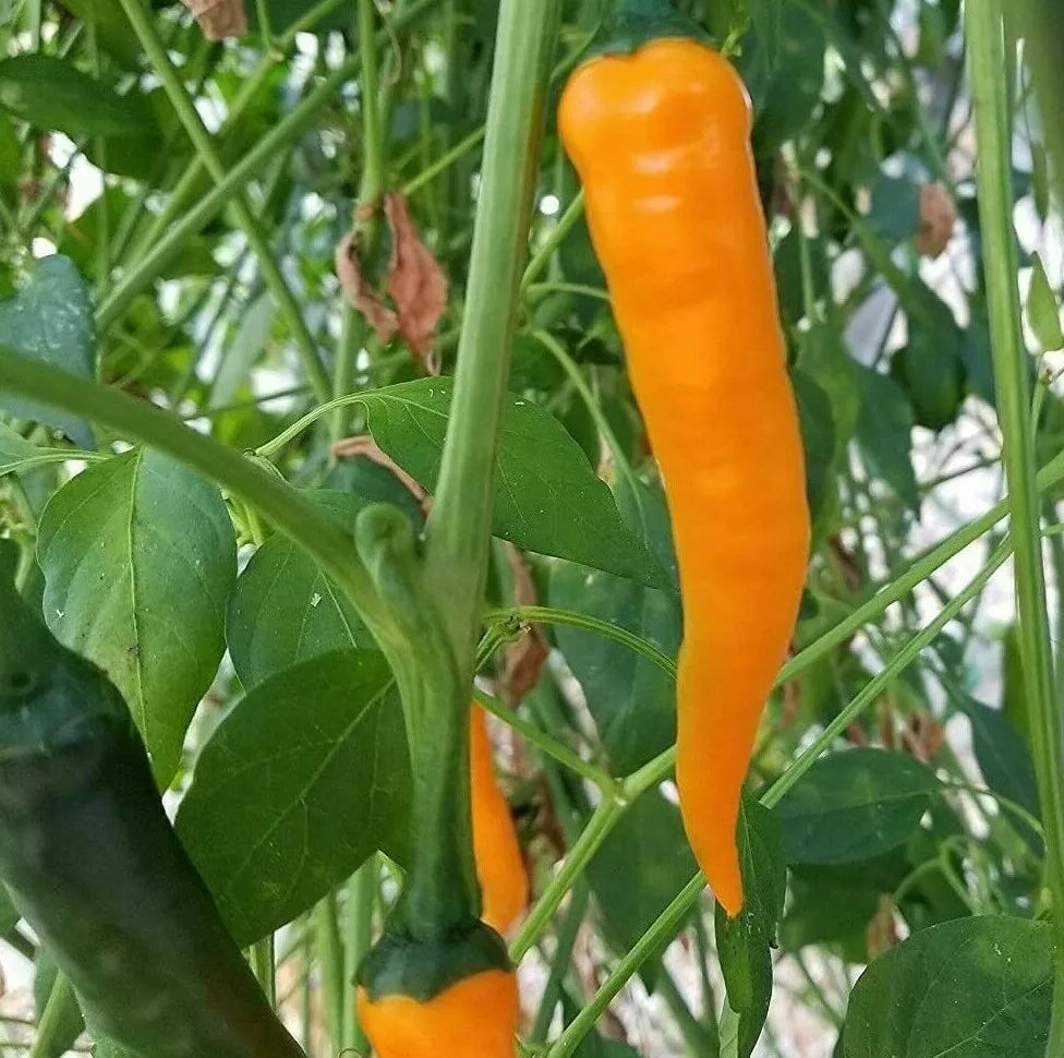 Orange Cayenne Pepper Seeds - 30+ Seeds - Rare Spicy Hot Pepper - Capsicum annuum - Ideal for Salsa and Hot Sauces