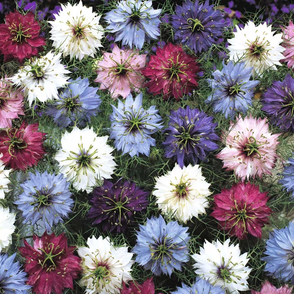 Love in a Mist Seeds - 475 Count Mix - Nigella damascena - Vibrant Colors for Gardens - USA GroCo