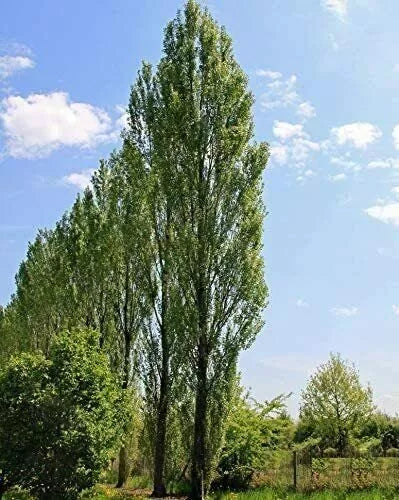 Lombardy Poplar Trees Live Cuttings 20 Pack - Rare Privacy Trees for Landscaping, Populus nigra 'Italica'