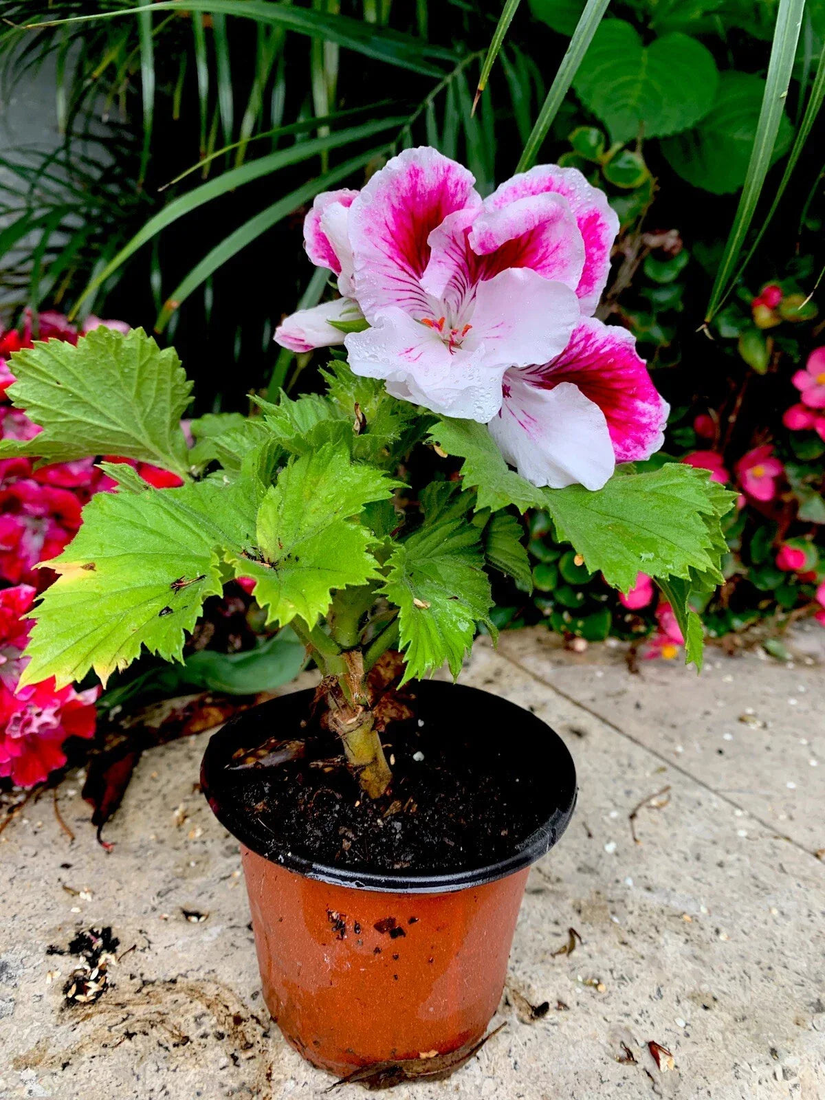 Geranium Live Plant 6-8” White Purple Combination Pelargonium spp. - Vibrant Flowers for Garden, Containers, Indoor Decor