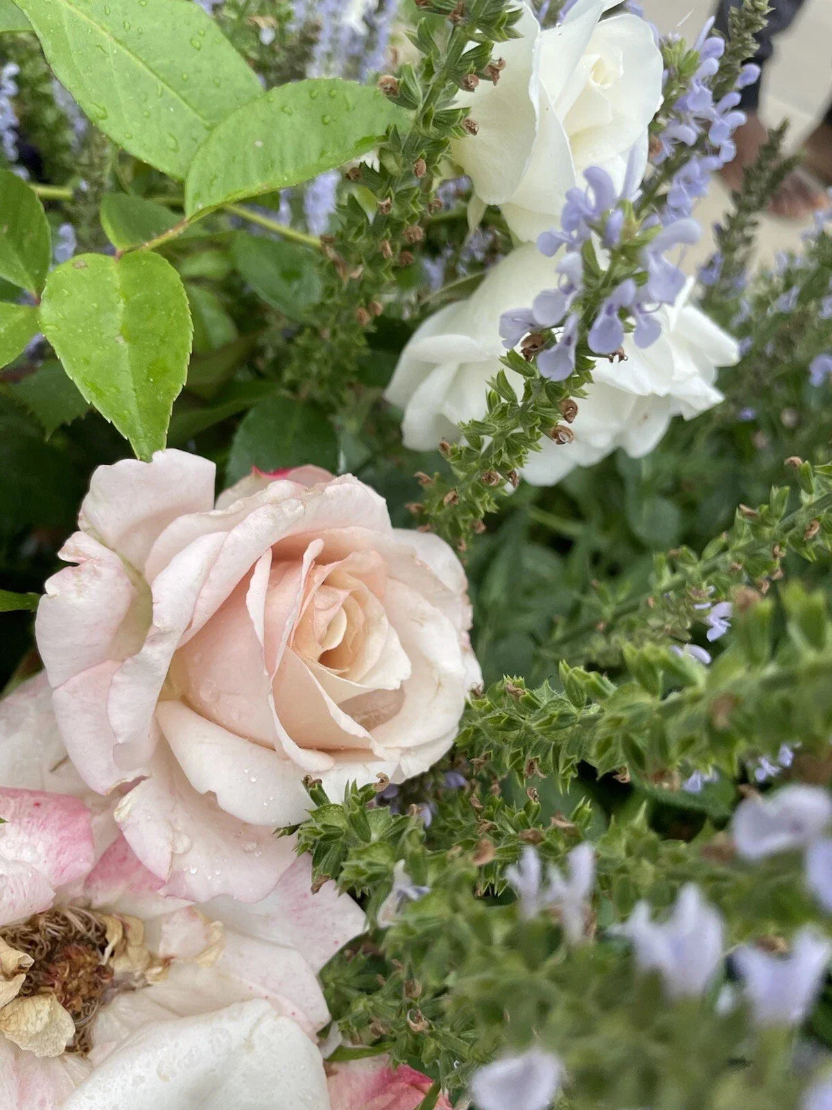 Unrooted Cuttings 3-Pack Parfuma First Crush Rose Plant Rosa 'First Crush' 6" Long Fresh Cuttings for Propagation