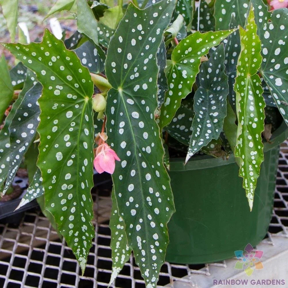 25+ My Special Angel Begonia Seeds - Colorful Blooms - Begonia spp. - Easy to Grow for Indoor/Outdoor Gardening - USA