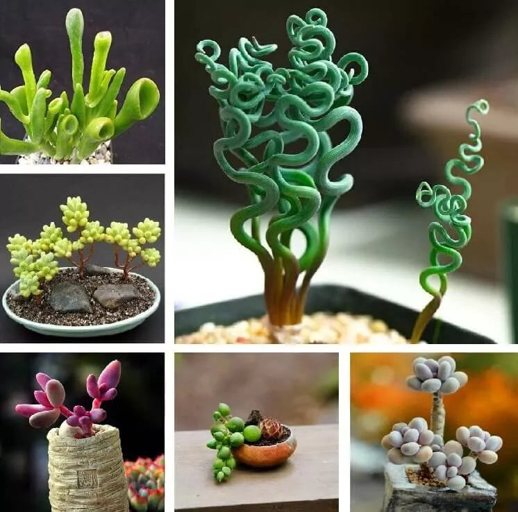Mixed Rare Succulent Seeds, 100pcs Pack, Unique Varieties for Gardening, Various Species - Ideal for Terrariums & Pots