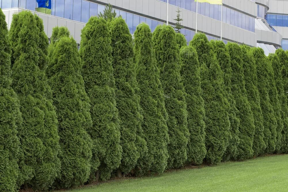 American Arborvitae Tree Seeds 50 Count | Giant Thuja | Thuja occidentalis | Fast-Growing Evergreen for Landscaping