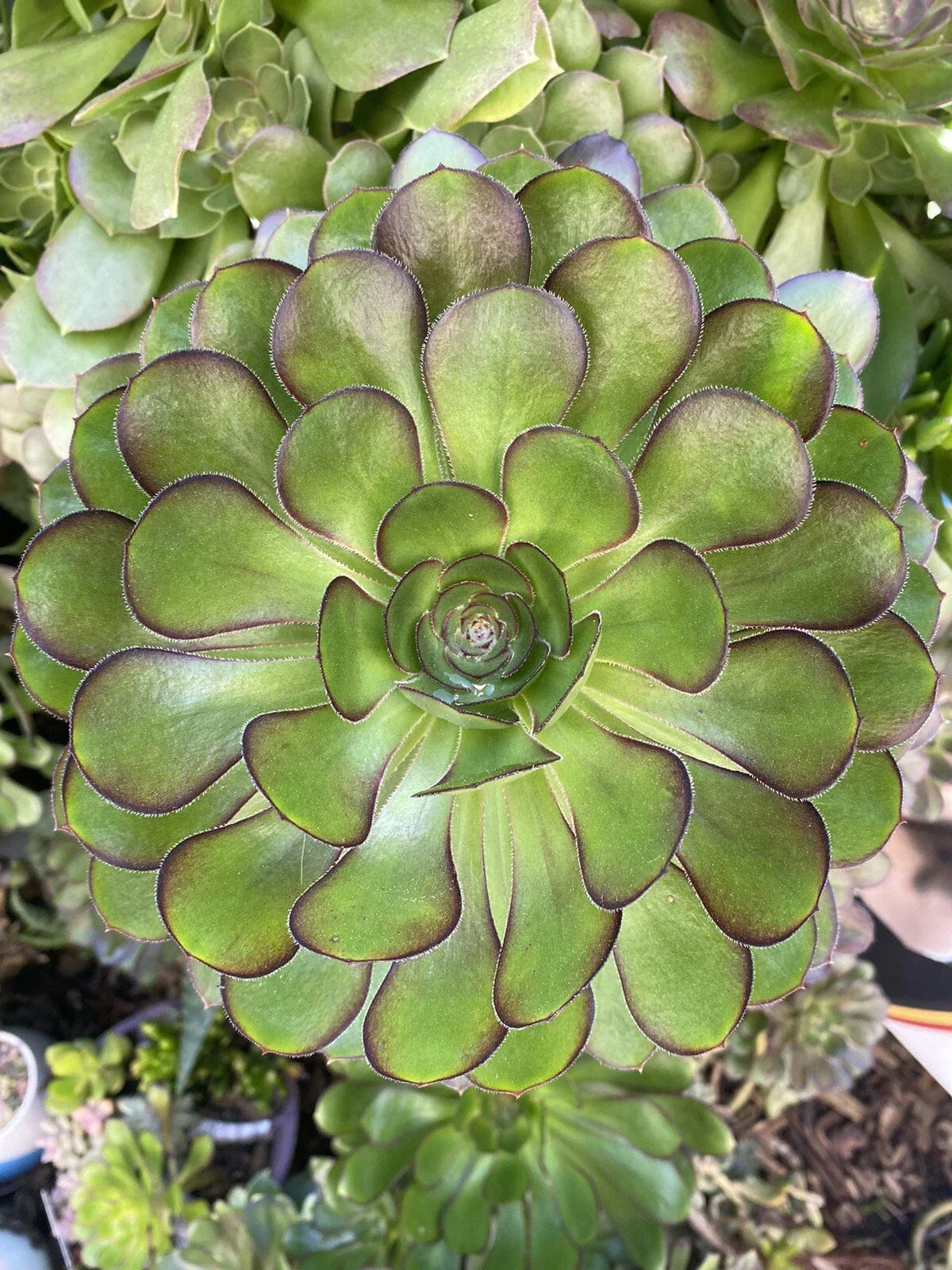 Succulent Plant Cuttings 5-7 Inch Diameter Aeonium Arboreum Rosette Green Foliage, Indoor/Outdoor Gardening
