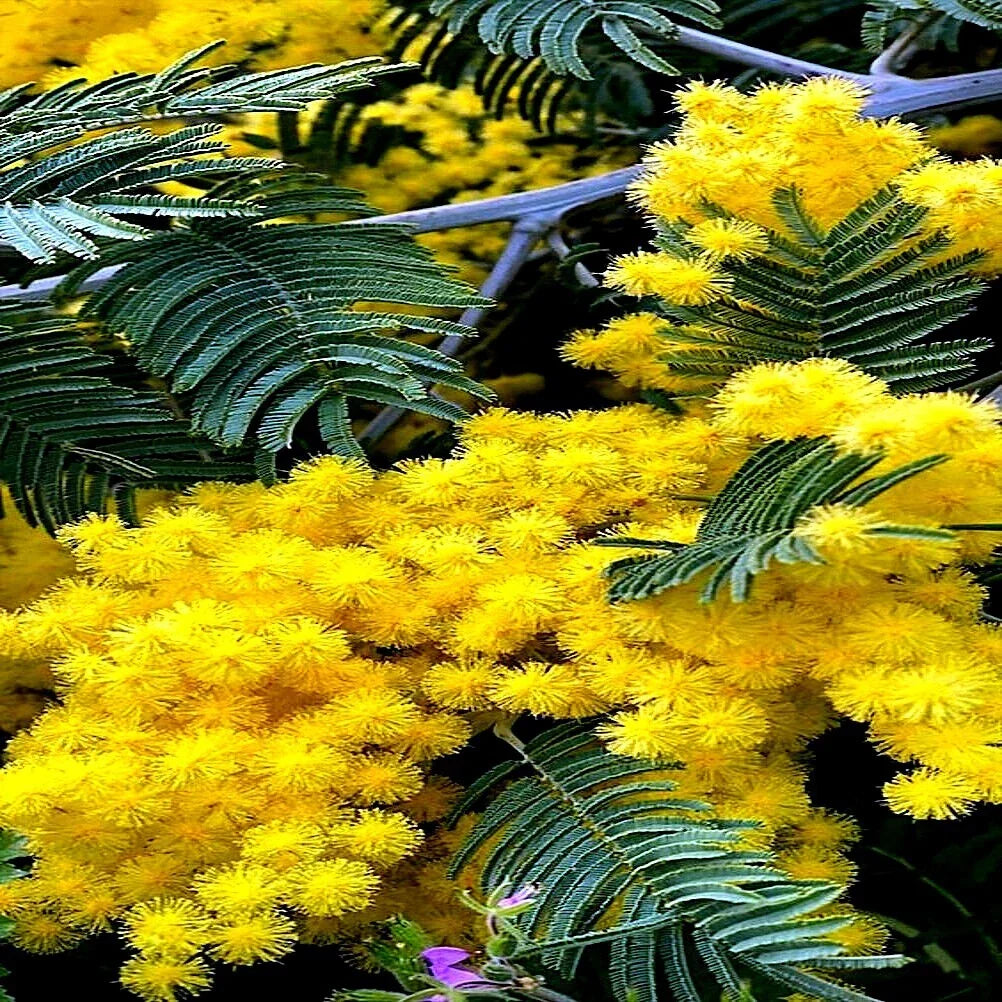 Golden Mimosa Tree Seeds - 20 Pack - Acacia baileyana - Fast Growing Yellow Flower - Ideal for Landscaping and Pollinators