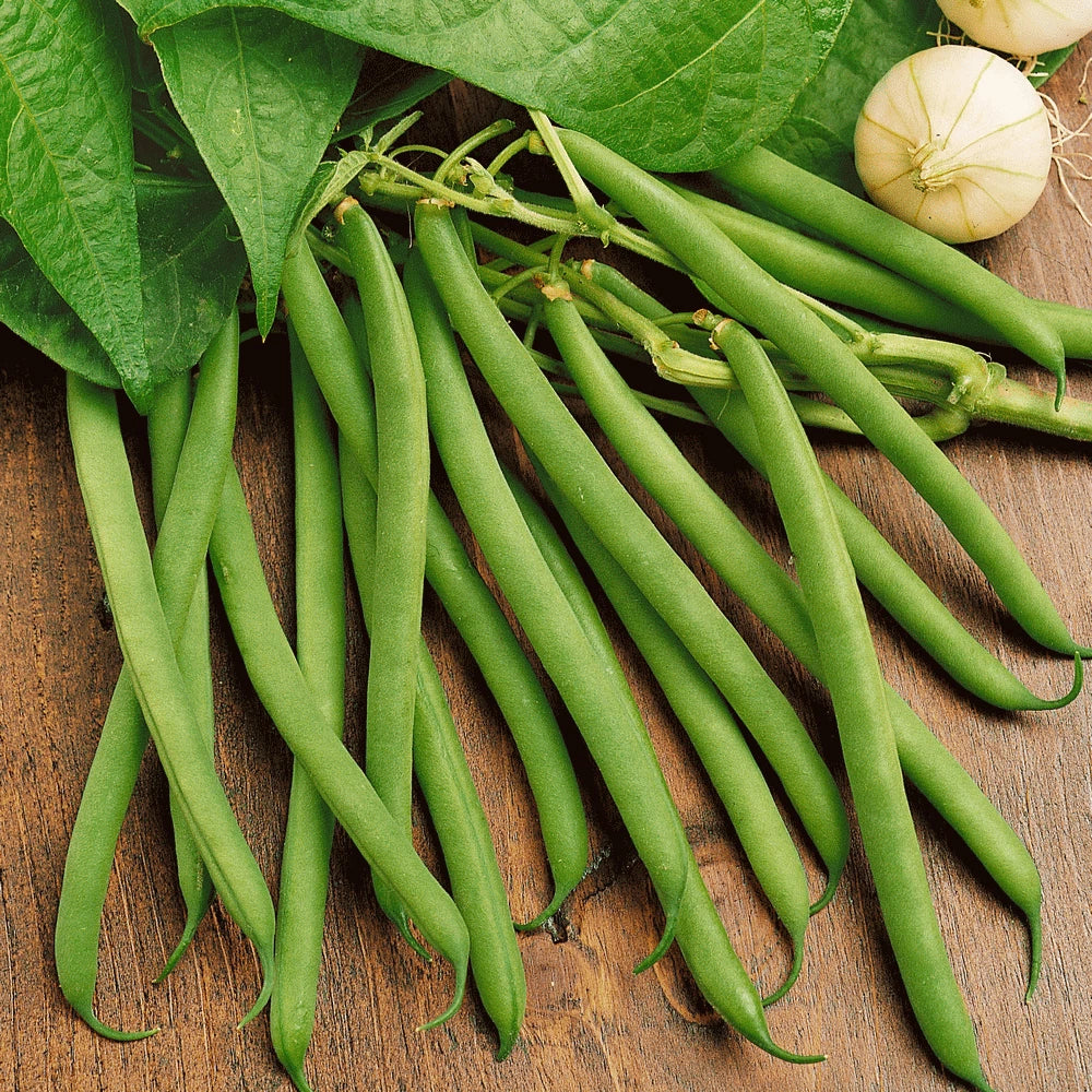 Heirloom Green Bean Seeds | Non-GMO Provider Variety | Phaseolus vulgaris | Easy to Grow Vegetable Seeds for Home Garden