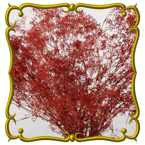 Fresh Baby's Breath Seeds 100 Pack Deep Red Carmine Gypsophila elegans for Vibrant Gardens and Floral Arrangements