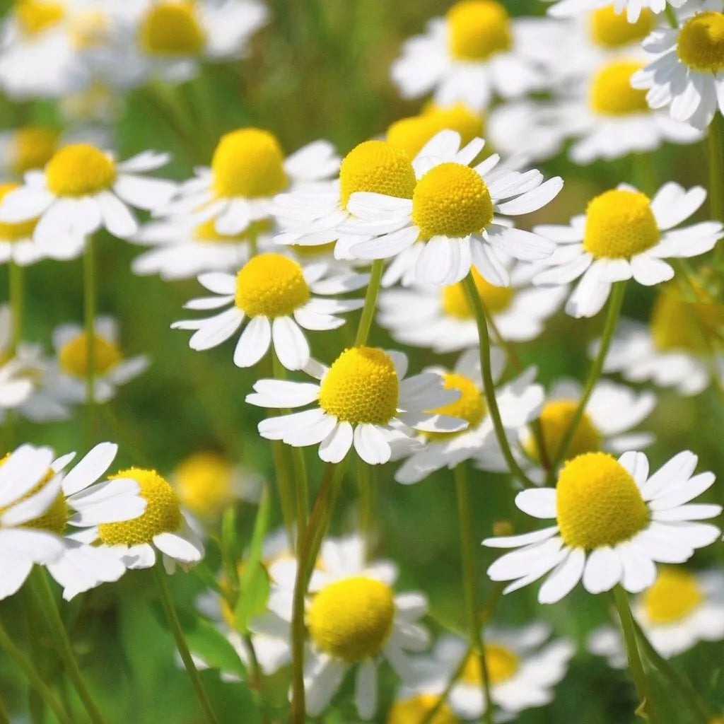 German Chamomile Seeds 2500+ - Medicinal Groundcover Herb - Matricaria chamomilla - Easy to Grow Annual