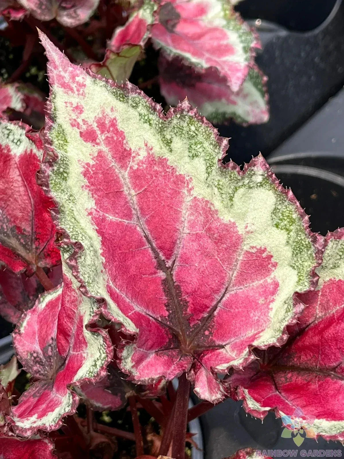 Spitfire Begonia Seeds - 25+ Pack - Vibrant Red & Green Foliage - Begonia x tuberhybrida - Ideal for USA Gardens