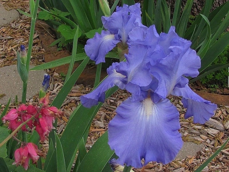 Tall Bearded Iris Rhizomes - Victoria Falls - Large Blue & White Blooms - Iris germanica - Dykes Medal Winner