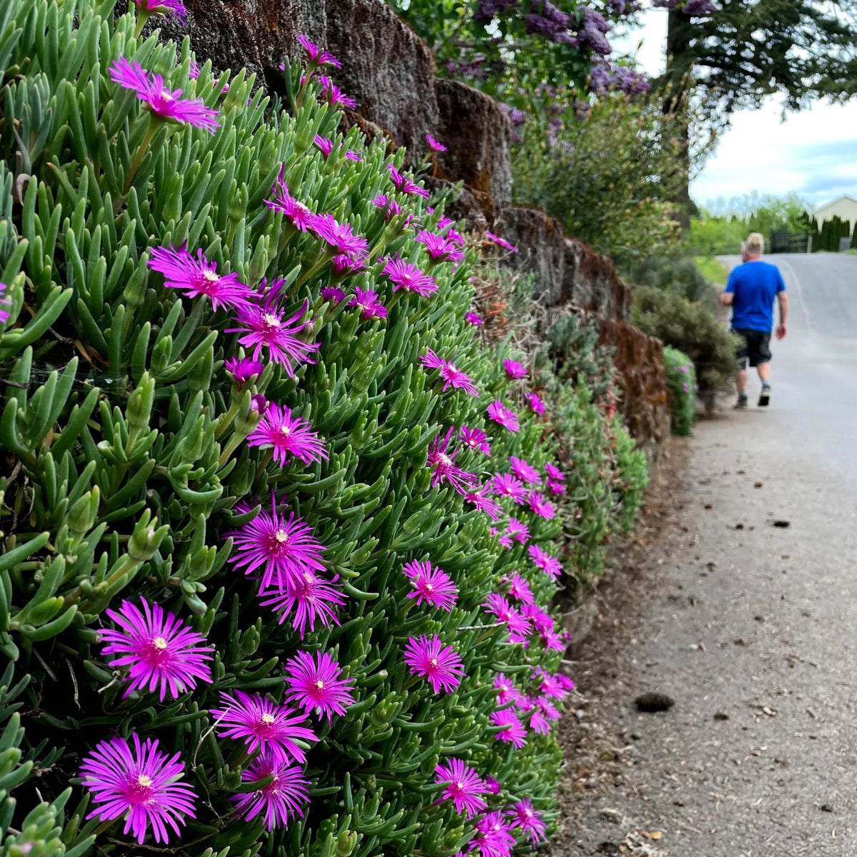 Ice Plant Seeds - 20 Pack - Delosperma Cooperi - Hardy Ground Cover with Yellow & Pink Daisy Flowers - Drought Tolerant