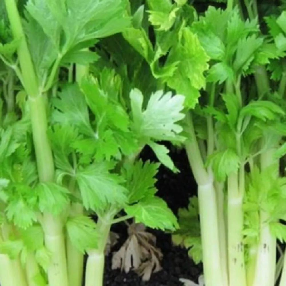 Golden Celery Seeds | Non-GMO Heirloom | Apium graveolens | Fresh Garden Seeds for Home Gardening