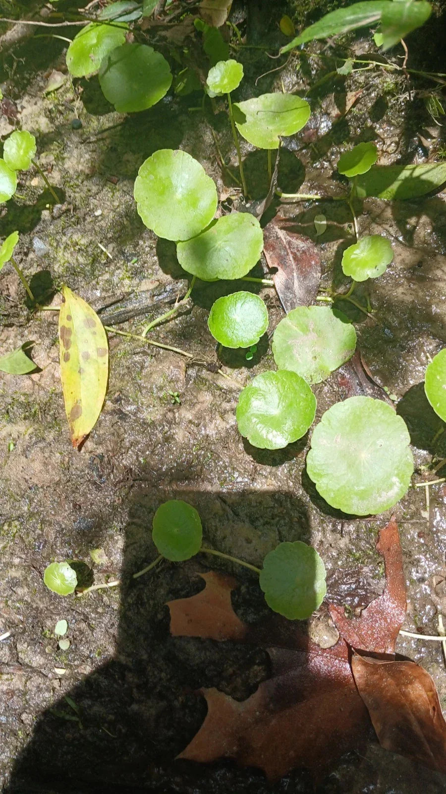 Whorled Pennywort Plant - Rare Aquatic Species - Hydrocotyle verticillata - Native Southern Alabama Water Garden Plant
