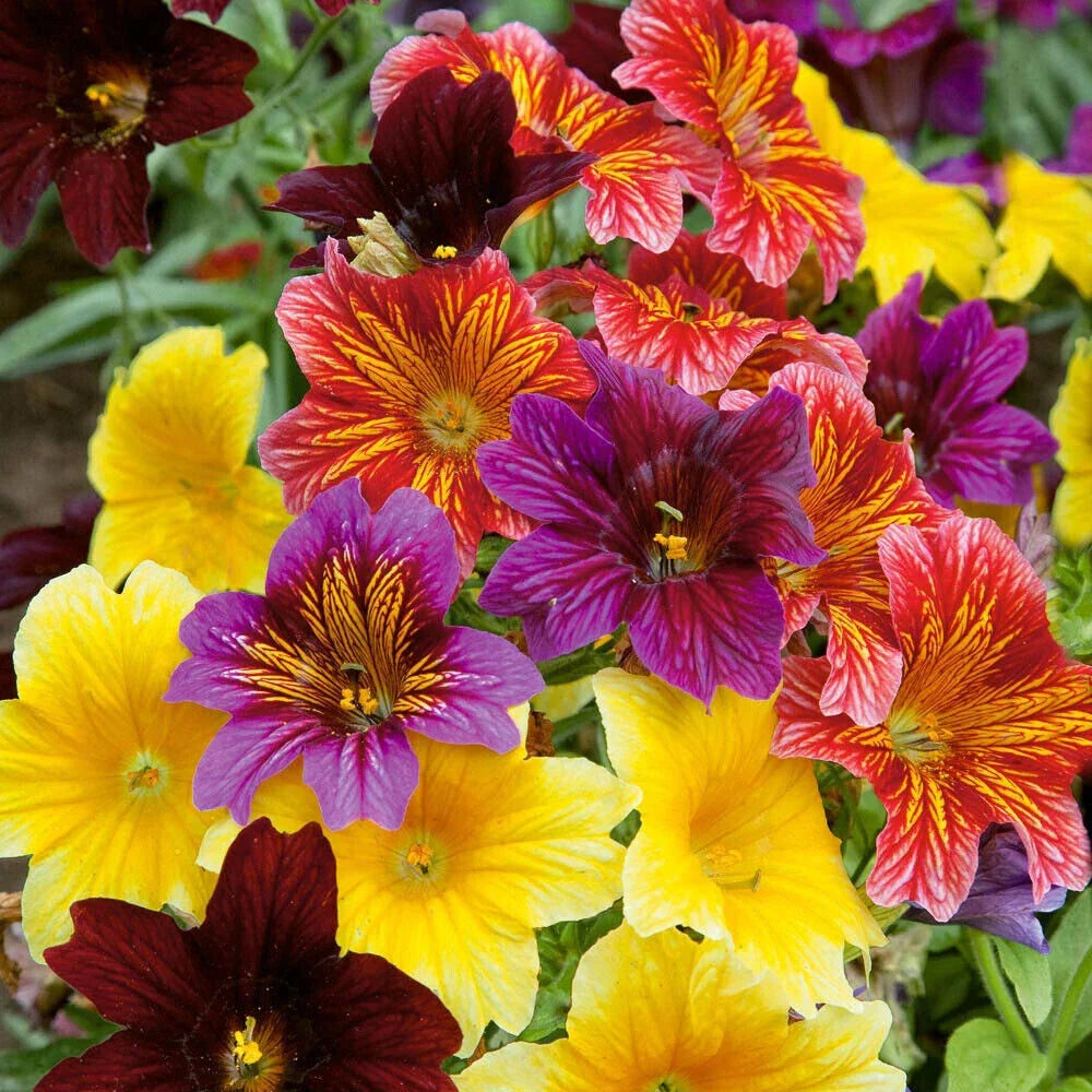 500+ EZ Annual Flower Seed Mix | Bulk Paisley Flower Seeds | Salpiglosis grandiflora | Non-GMO Garden Seeds