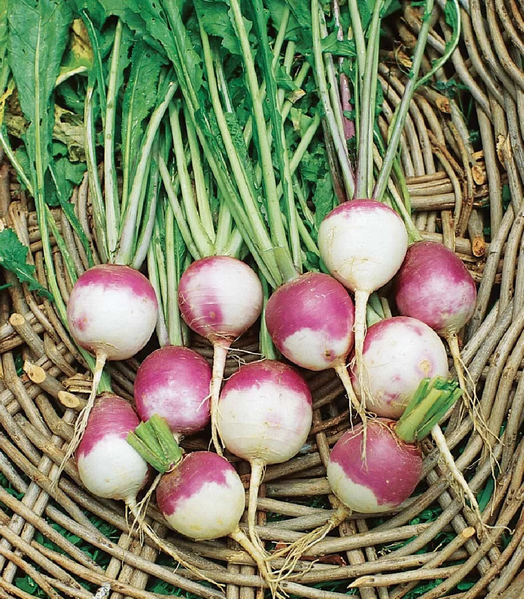 American Purple Top Rutabaga Seeds - 500+ Heirloom Non-GMO Seeds for Planting - Brassica napus - USA Grown