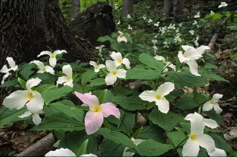 White Trillium Bulbs 10-Pack, Bare Root Wildflower, Trillium grandiflorum, Shade Garden Perennials