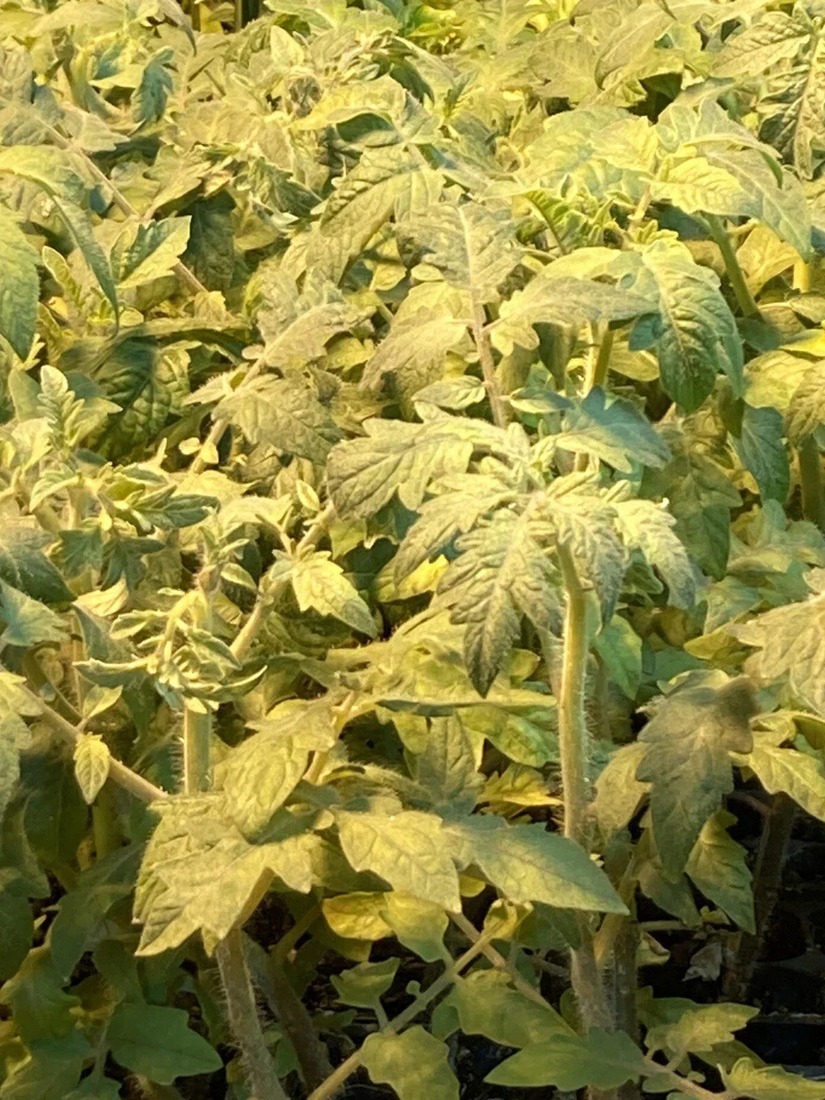Mortgage Lifter Tomato Live Plants - Lot of 3 - 6 to 10 Inches - Solanum lycopersicum - High-Yielding & Sweet Flavor