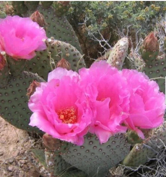 Beaver Tail Cactus 1 Pad with Pink Flowers | Opuntia basilaris Succulent Plant for Garden or Container Decor