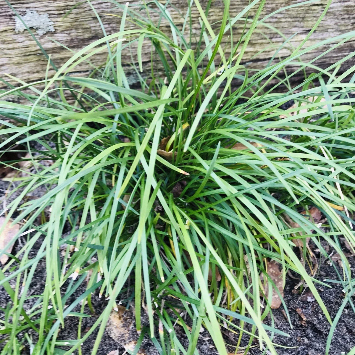 Mondo Grass Plugs 50 Pack Evergreen Ground Cover Ophiopogon japonicus Bare Root for Low-Maintenance Landscaping