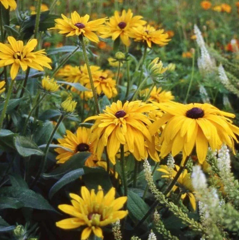 Black Eyed Susan Seeds - 200 Pack DOUBLE GOLDEN GLORIOSA - Rudbeckia hirta - Non-GMO Heirloom Flower Seeds for Garden