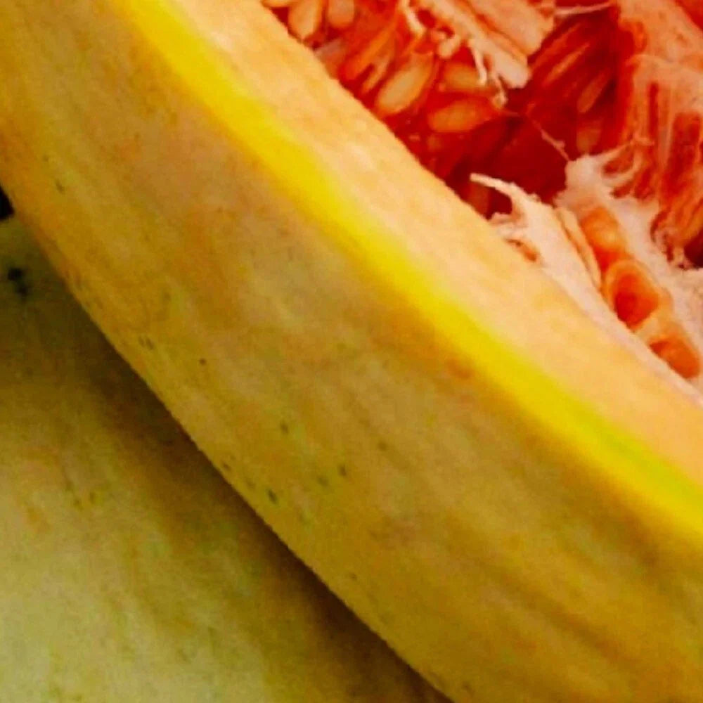Banana Melon Seeds | 20 Pack | Non-GMO Heirloom | Cucumis melo | Sweet Tropical Flavor for Garden