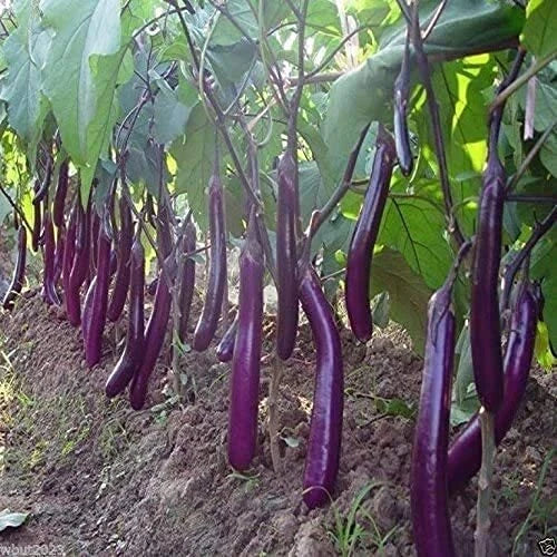 Long Purple Eggplant Seeds | 150+ Non-GMO Heirloom Seeds | Solanum melongena for Planting
