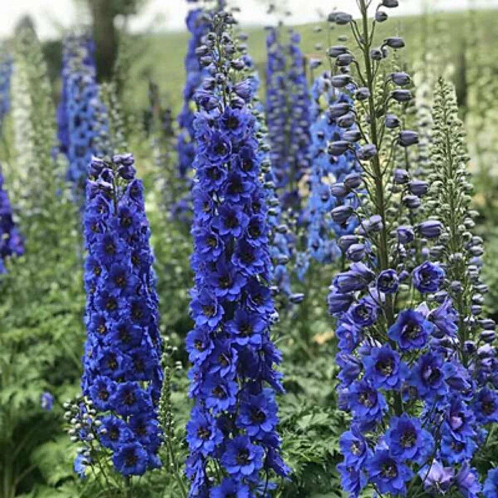Delphinium Seeds - 50 Blue Buccanee Perennial Flower Seeds - Delphinium elatum - Vibrant Garden Blooms