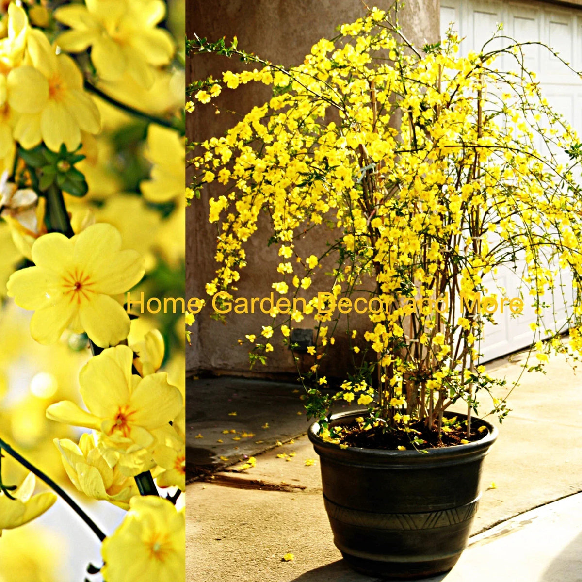 Winter Jasmine Cuttings 12" Bright Yellow Flowers Jasminum nudiflorum - 5 Cuttings for Gardening, Drought-Tolerant Vine