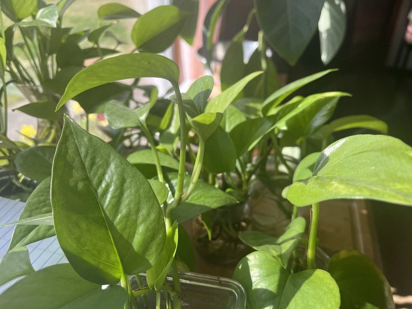 Pothos Plant 6" Organic Vibrant Green Epipremnum aureum - Air-Purifying, Low Maintenance Indoor Houseplant