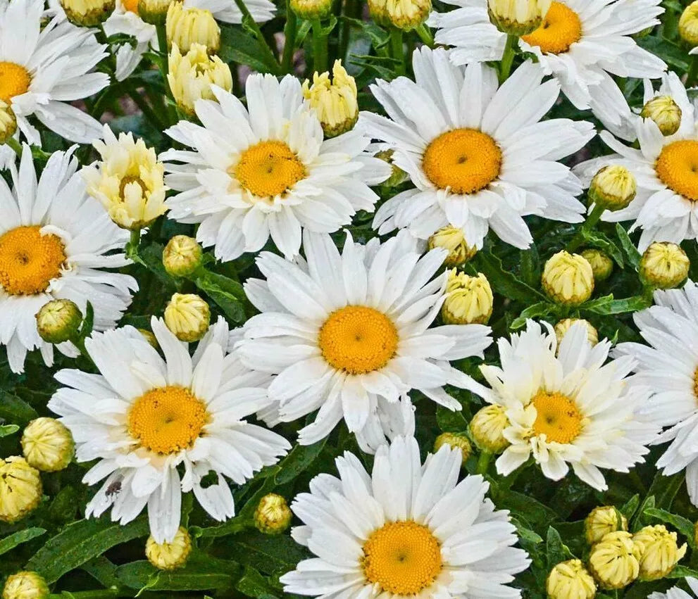 Shasta Daisy Flower Seeds 500+ Perennial White Blooms Leucanthemum superbum, Bee & Butterfly Friendly