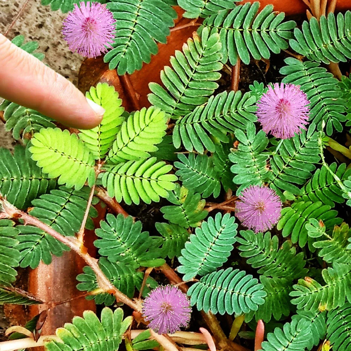 Sensitive Plant Seeds - Mimosa pudica - Touch-Reacting Houseplant - 50 High-Quality Seeds for Gardening
