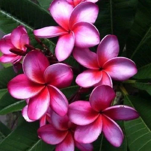 5 Pink Purple Plumeria Seeds - Perennial Flower Seeds - Plumeria rubra - Tropical Garden Planting - US Seller
