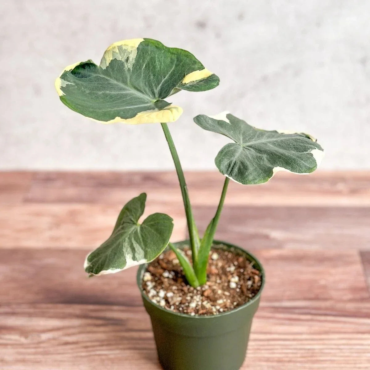 Mickey Mouse Upright Elephant Ear Plant - 2.5" Pot - Unique Foliage - Alocasia Xanthosoma - Tropical Indoor/Outdoor Plant