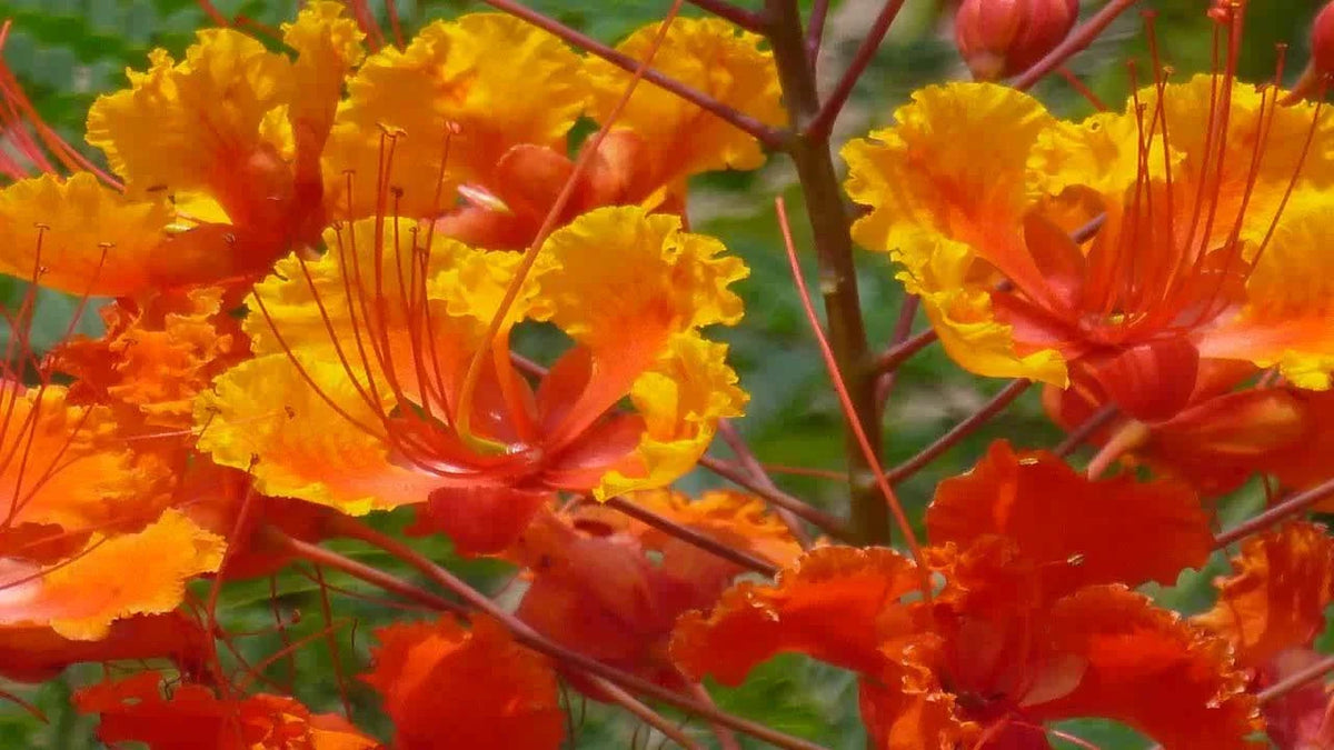 Red Bird of Paradise Seeds - 27 Tropical Flower Seeds - Caesalpinia Pulcherrima - Vibrant Red & Orange Blooms