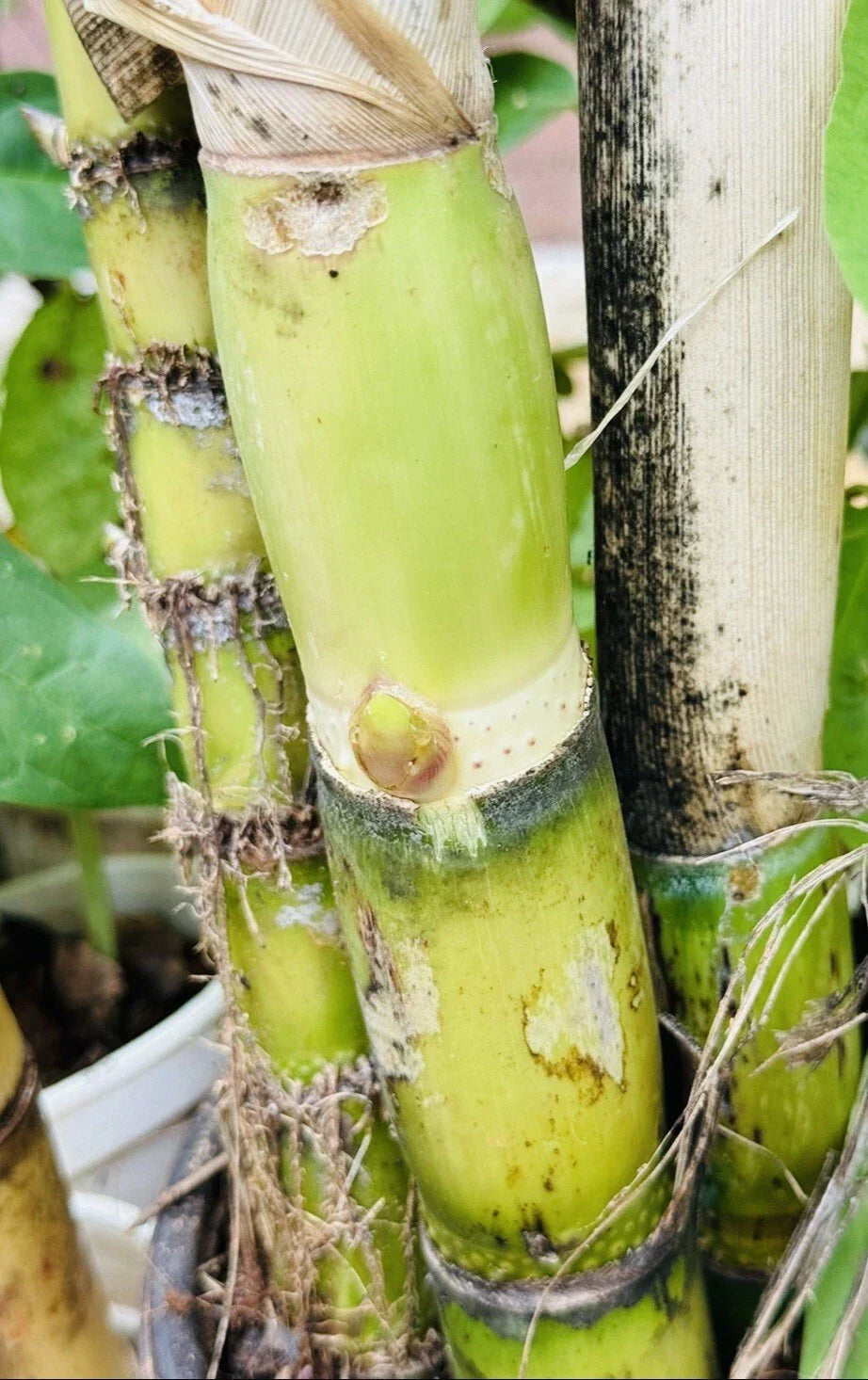 Green Sugarcane Cuttings - 1+1 PCS Fresh Live Plant - Saccharum officinarum - Ready to Plant for Home Gardens