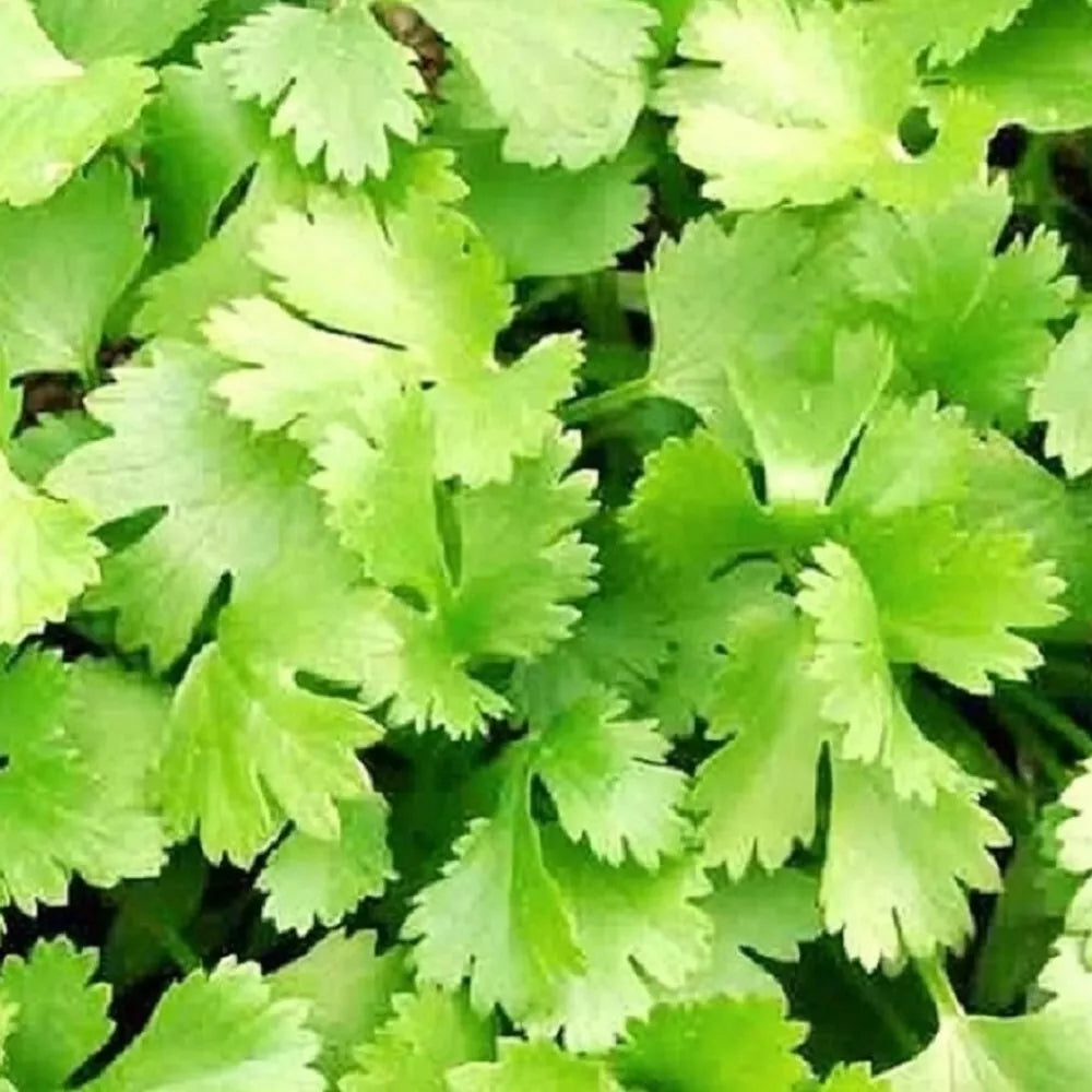 Cilantro Seeds | Heirloom Non-GMO | Fresh Culinary Herb | Coriandrum sativum