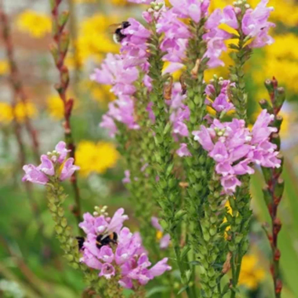 Obedient Plant Seeds - 25+ Pre-Stratified Seeds - Physostegia virginiana - Non-GMO, Attracts Pollinators, Free Shipping