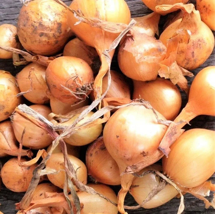 Super Sweet Candy Onion Sets - 10 Bulbs - Vidalia Yellow Granex - Allium cepa 'Granex' - Non-GMO Onion Bulbs for Planting