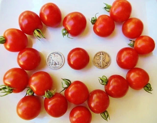 Besser Cherry Seeds - 25 Pack - German Variety Prunus avium - High Germination for Home Garden and Container Planting