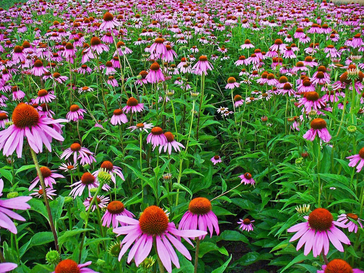 Echinacea Seed Pack - 250+ Purple Coneflower Seeds - Echinacea purpurea - Non-GMO Pollinator-Friendly Perennial Garden Seeds