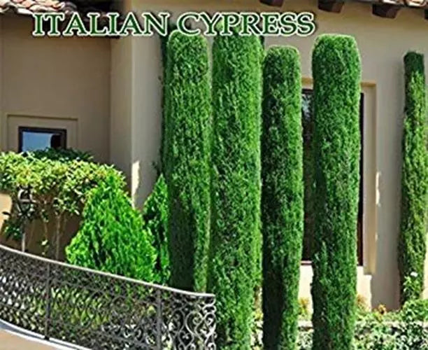 Italian Cypress Seeds 300 Count, Tuscan Variety, Cupressus sempervirens, Graveyard Cypress for Mediterranean Gardens