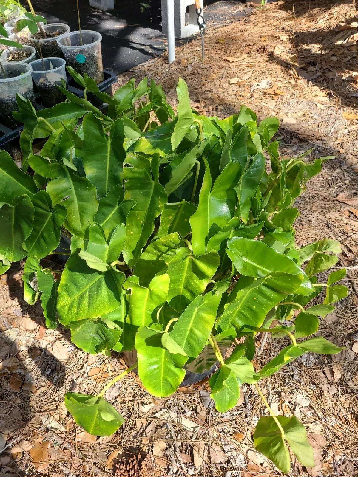 Philodendron 'Burle Marx' Live Plant Cutting 5-7" Indoor Houseplant - Easy Care, Air-Purifying, Tropical Elegance, Philodendron spp.