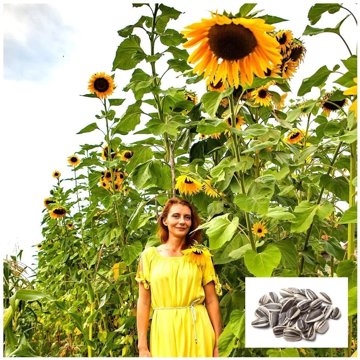 Skyscraper Sunflower Seeds 100+ Count | Giant Yellow Blooms | Helianthus annuus | Attracts Pollinators